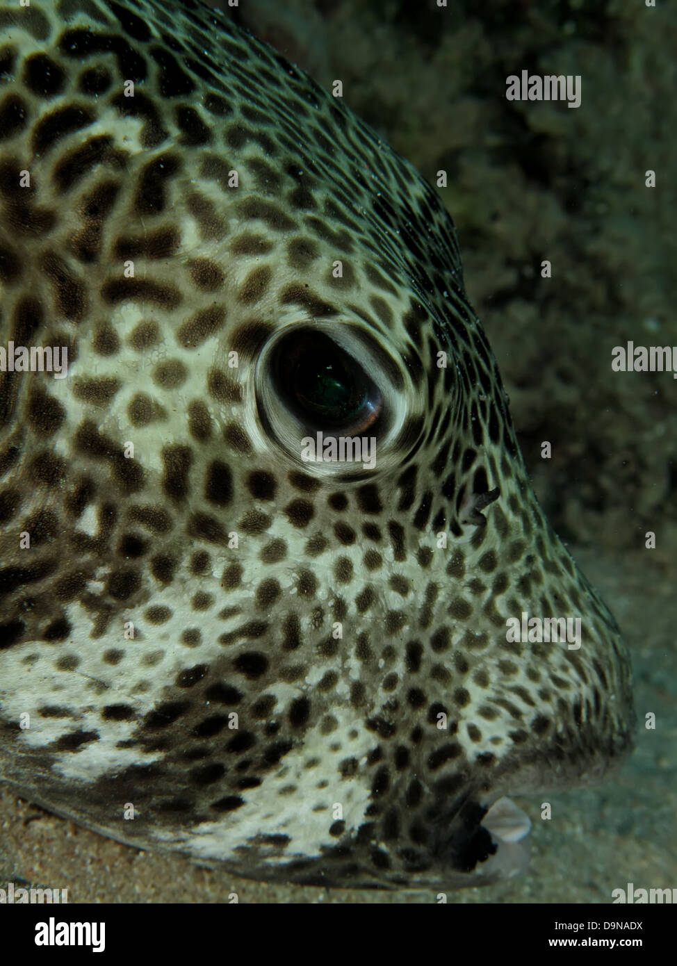 (Arothron stellatus Puffer étoilé) Banque D'Images