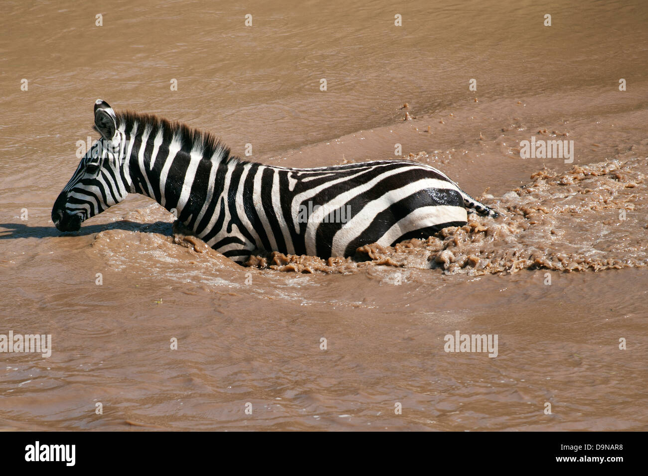 La rivière Talek Zebra, Masai Mara, Kenya Banque D'Images