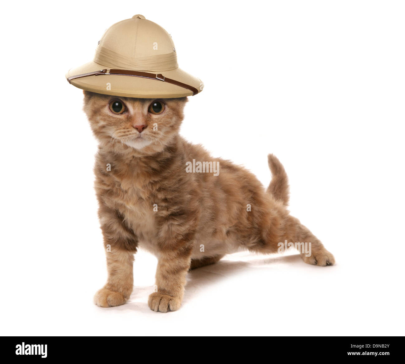 Selkirk Rex Chocolat Tortie chaton portant un safair explorateurs de la jungle hat Banque D'Images