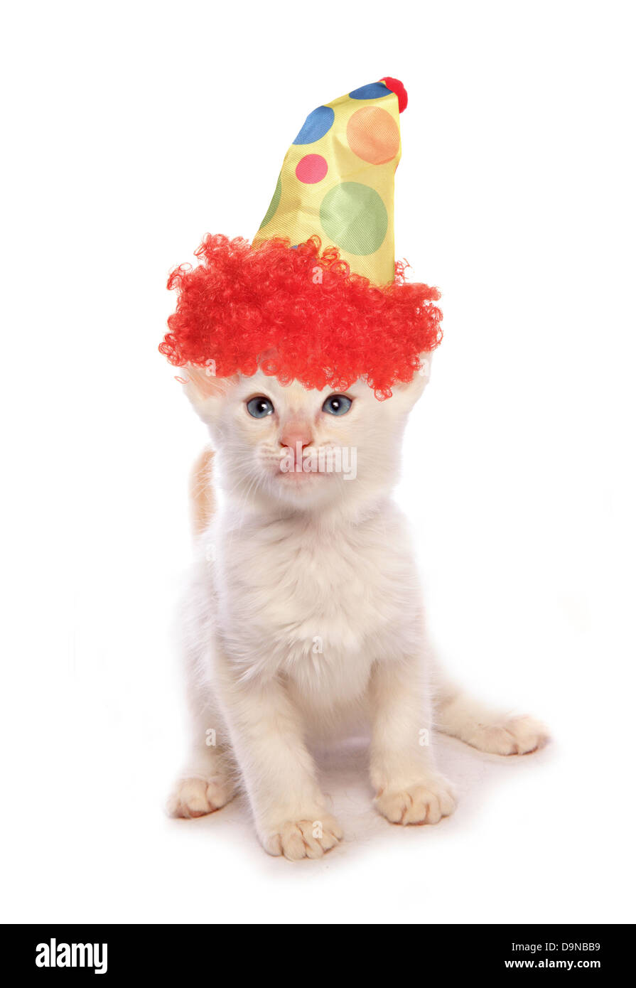 Chaton balinais portant un chapeau de clown découpe studio Banque D'Images