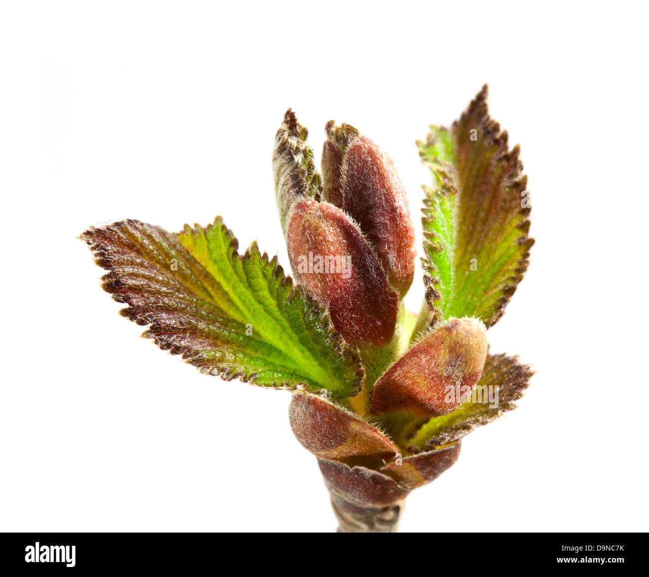 Hazel Spirng leafs on white Banque D'Images