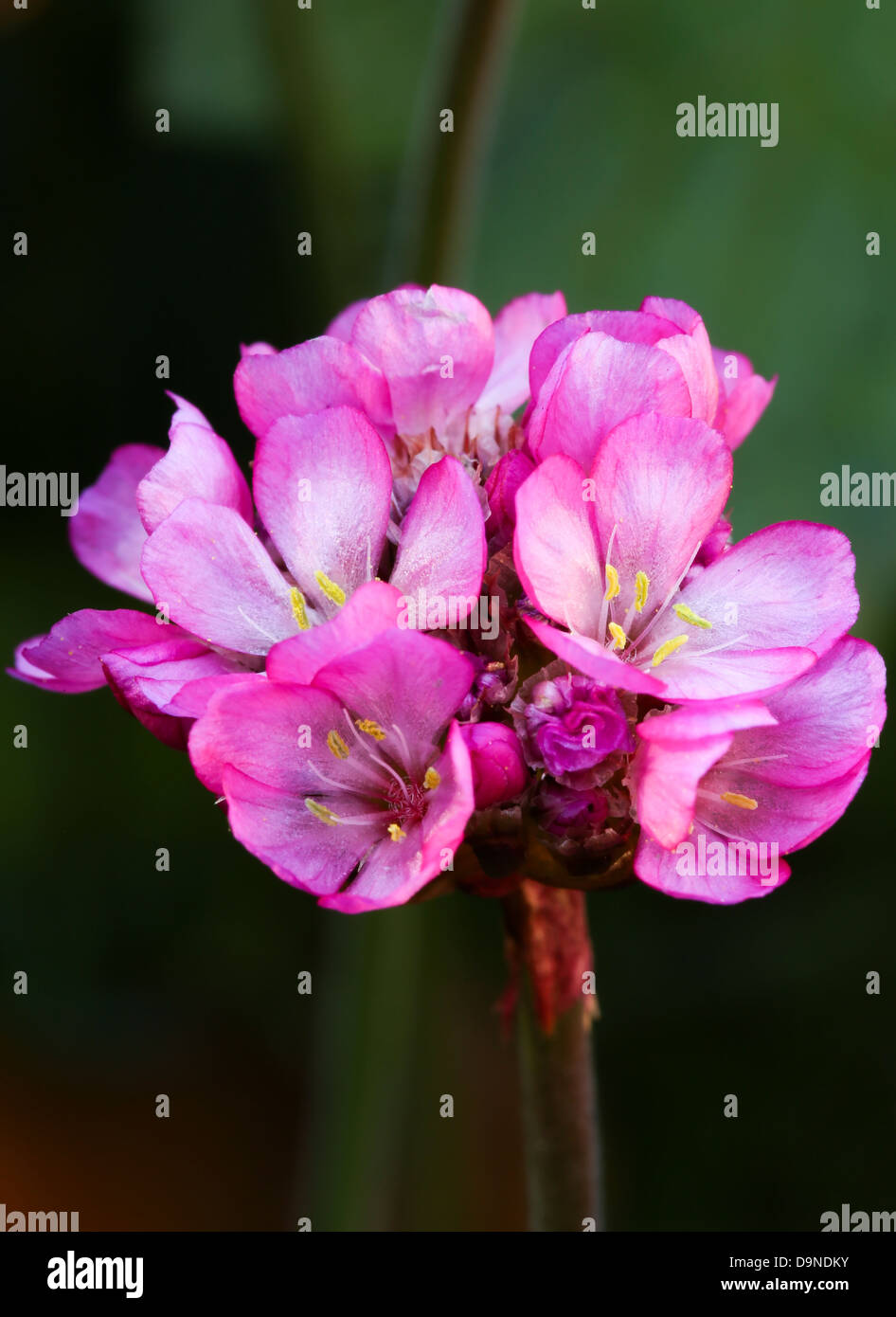 Petite grappe de fleurs roses avec cinq petits pollens jaune en plein soleil Banque D'Images