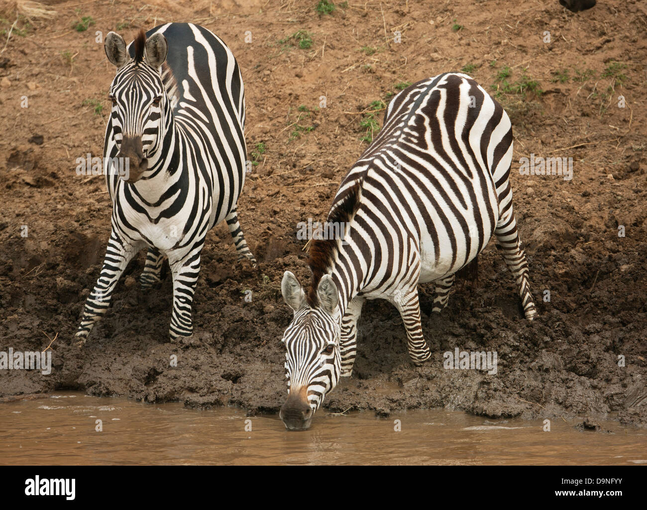 Zebra boire à la rivière Talek, Masai Mara, Kenya Banque D'Images