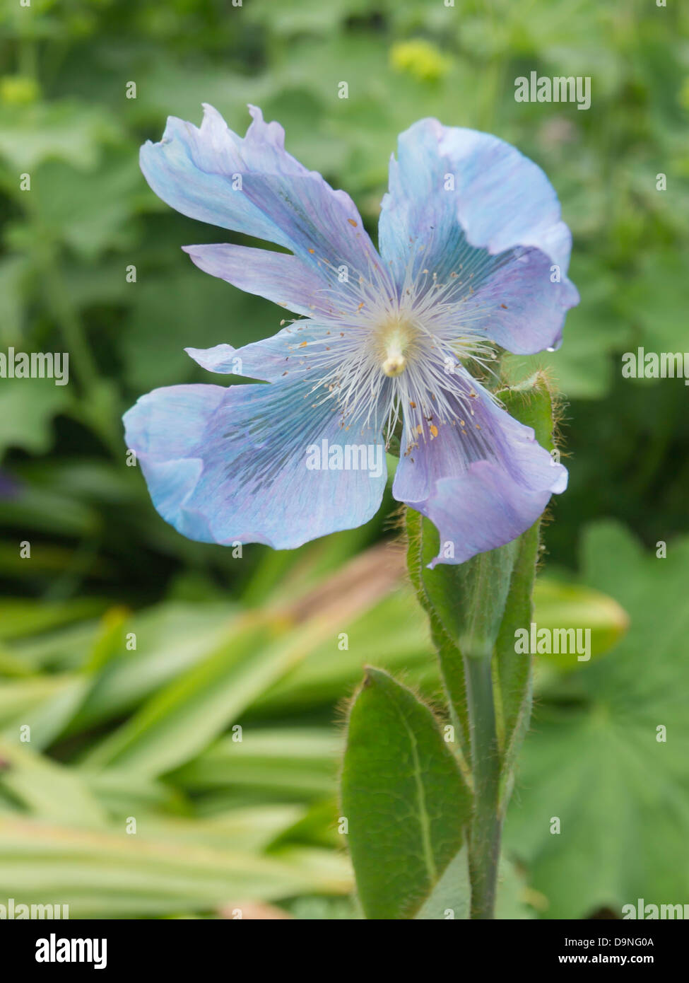 Meconopsis le Pavot Bleu fleur de jardin également connu sous le nom de Bergamot Banque D'Images