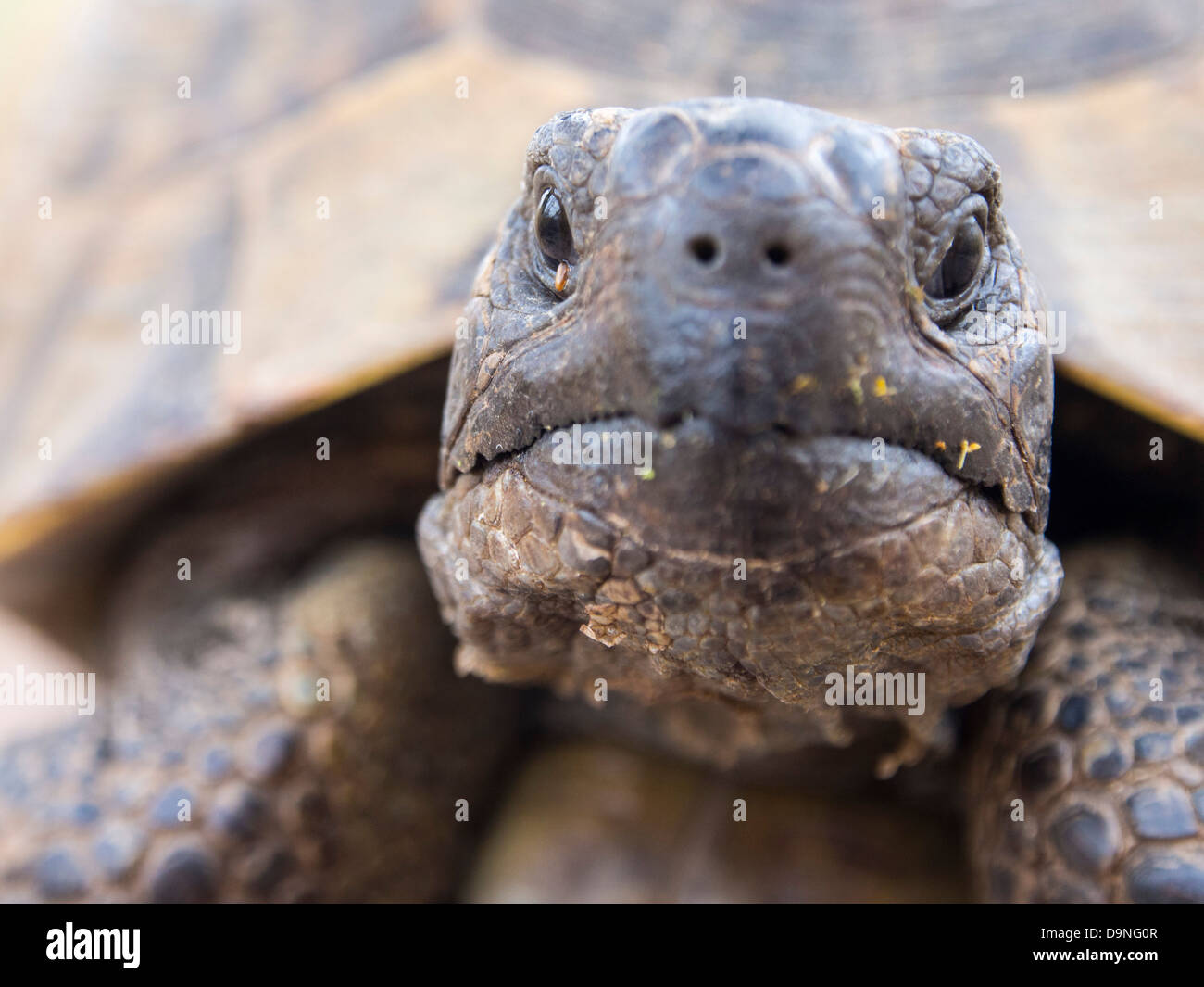 Un Marginated Tortoise (Testudo marginata) sur Lesbos, Grèce. Banque D'Images Un Marginated Tortoise (Testudo marginata) sur Lesbos, Grèce. Banque D'Images