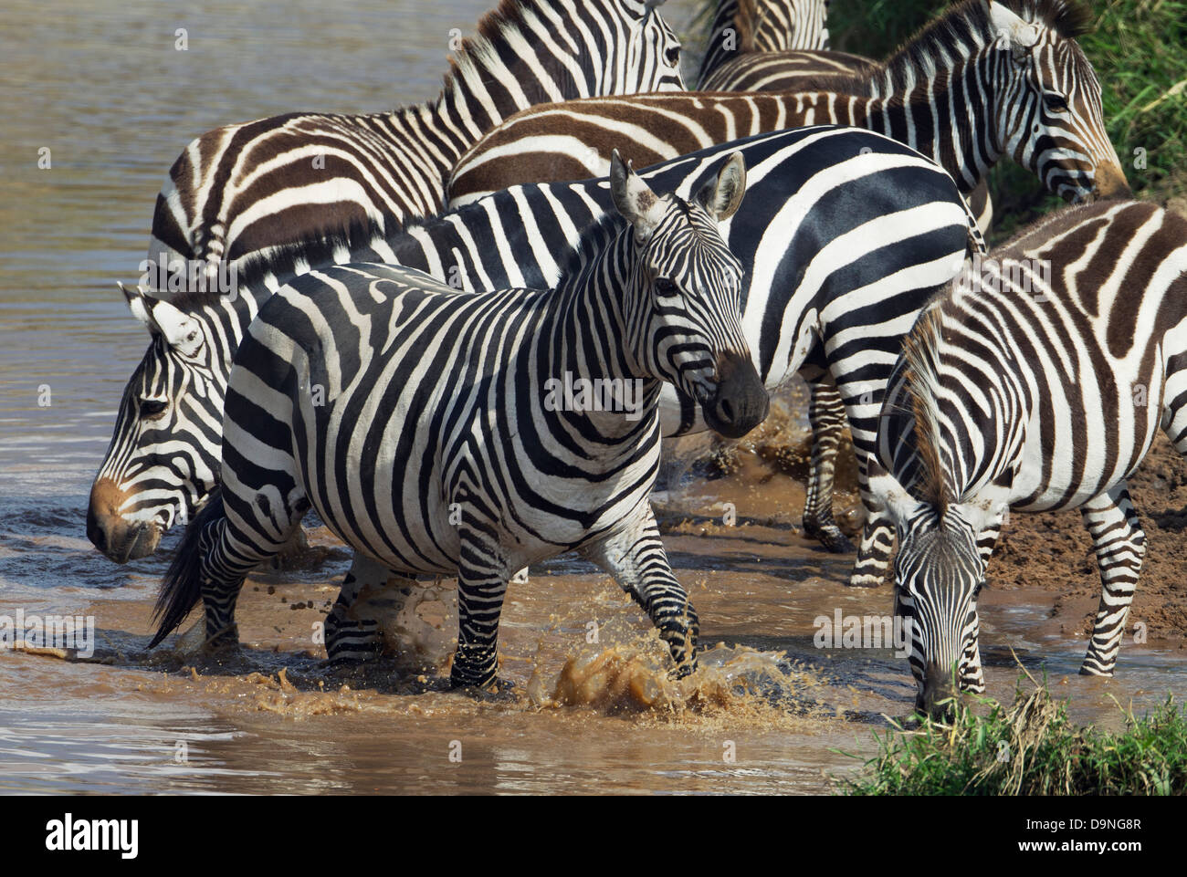 Troupeau de zèbres à la rivière Talek banques, Masai Mara, Kenya Banque D'Images