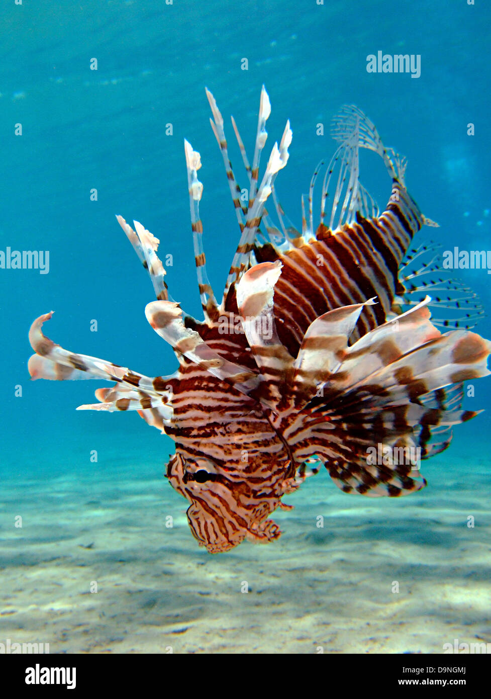 Poisson-papillon commun (pterois miles). Prise à Ras Mohamed en rouge Seai Égypte. Banque D'Images