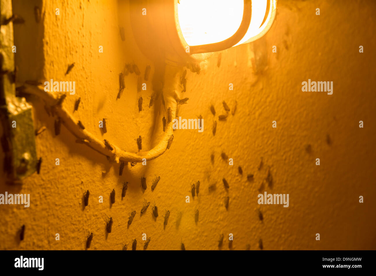 Papillons de nuit attirés par une lumière à Skala Eresou sur Lesbos, Grèce. Banque D'Images