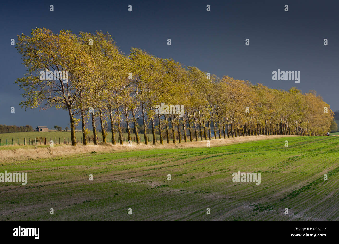 Royaume-uni, Angleterre, Hertfordshire, paysage Banque D'Images