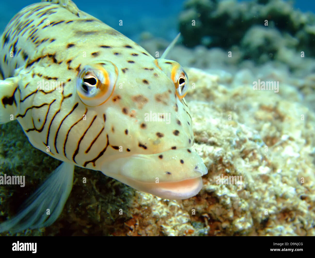 Sandperch hexophthalma mouchetée (parapercis) Banque D'Images