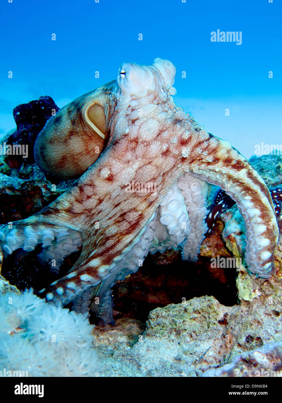 Reef Octopus Octopus cyaneus(). Banque D'Images