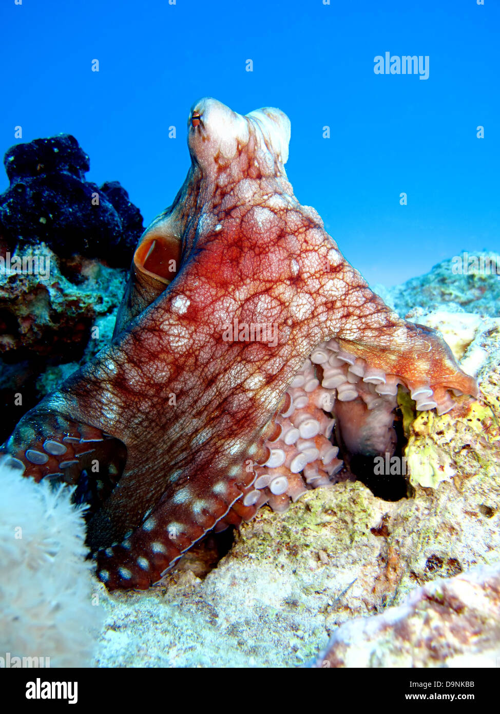 Reef Octopus Octopus cyaneus(). Banque D'Images