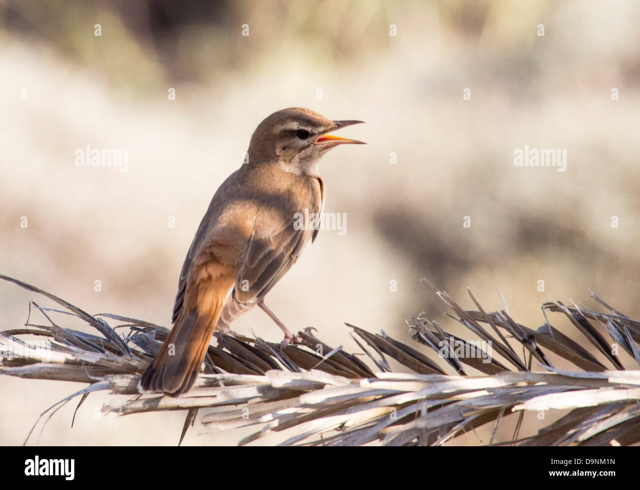 Bush roux Cercotrichas galactotes (Robin) sur une palme sur Lesbos, Grèce. Banque D'Images