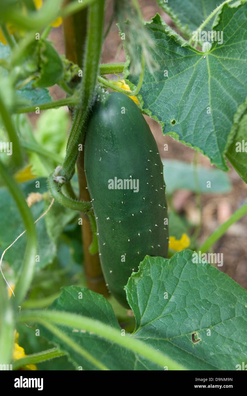 Concombre de maturation sur une vigne dans un jardin biologique Banque D'Images