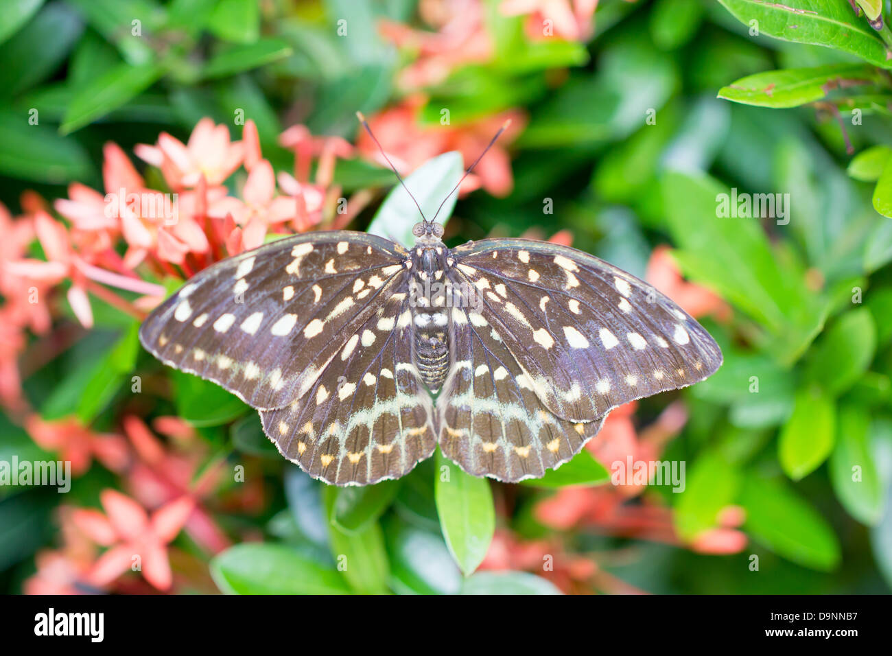 Papillon brun. Banque D'Images