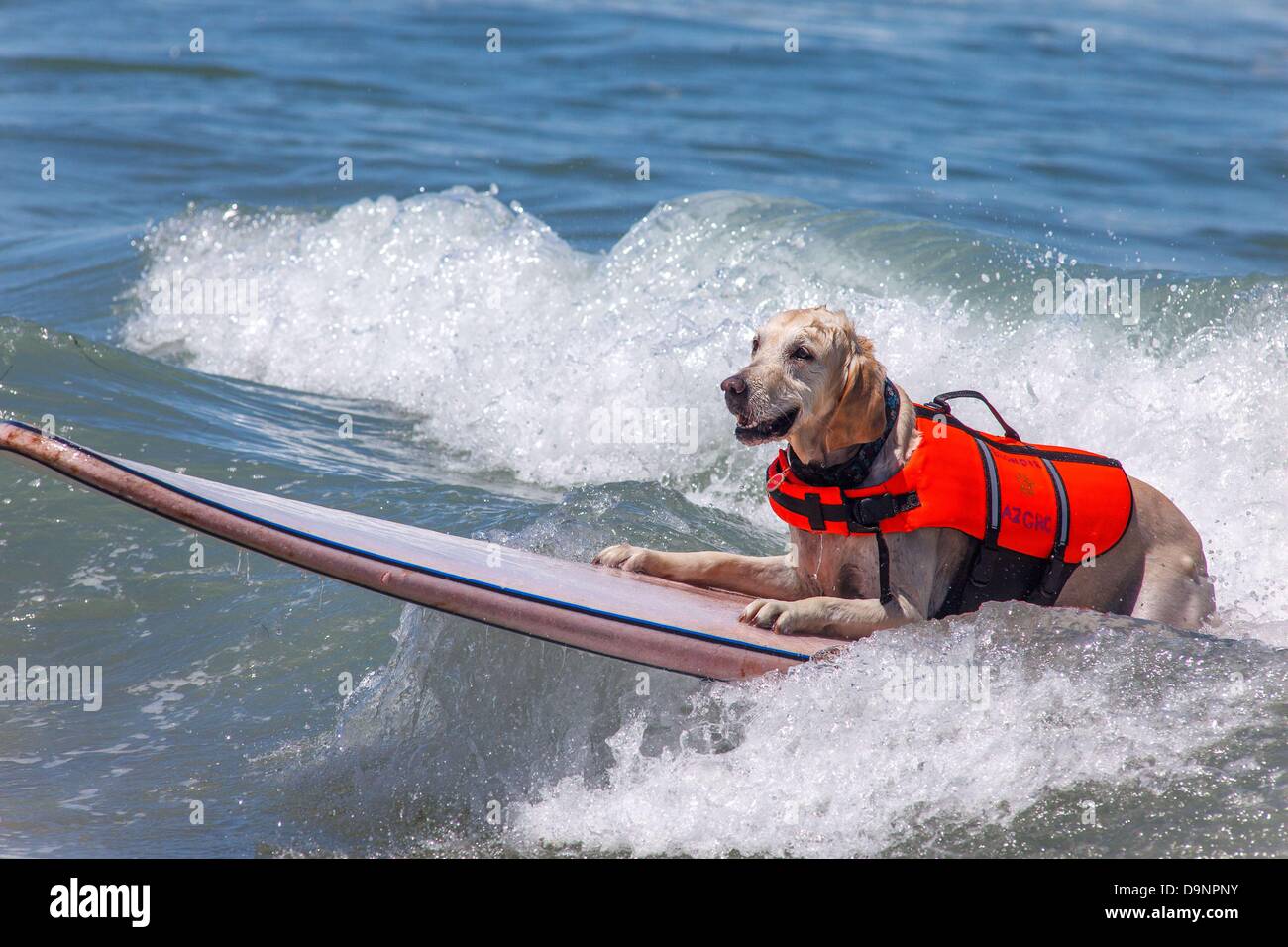 San Diego, CA, US. 22 Juin, 2013. Le Loews Coronado Bay Surf chien concours tenu à l'Imperial Beach Pier, juste au sud de San Diego. Toutes les formes et tailles de canine a montré jusqu'à l'événement. Il y avait des chiens unique aux conseils, suivi d'un concert événement.Maintenant dans sa huitième année, ce populaire compétition canine est une extension de Loews Hotels & Resorts award-winning Loews aime les animaux de programme et est devenu un énorme succès de levée de fonds pour les organismes à but non lucratif. Pour la deuxième année consécutive, l'événement sera bénéfique pour le ASPCAå¬ (Société américaine pour la prévention de la cruauté envers les animaux). L'ASPC Banque D'Images