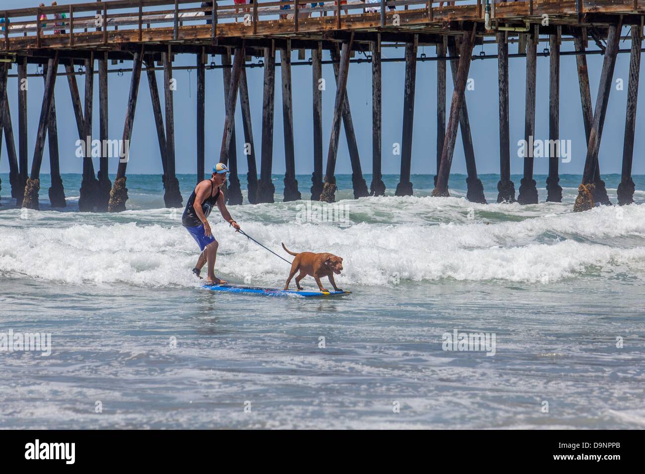 San Diego, CA, US. 22 Juin, 2013. Le Loews Coronado Bay Surf chien concours tenu à l'Imperial Beach Pier, juste au sud de San Diego. Toutes les formes et tailles de canine a montré jusqu'à l'événement. Il y avait des chiens unique aux conseils, suivi d'un concert événement.Maintenant dans sa huitième année, ce populaire compétition canine est une extension de Loews Hotels & Resorts award-winning Loews aime les animaux de programme et est devenu un énorme succès de levée de fonds pour les organismes à but non lucratif. Pour la deuxième année consécutive, l'événement sera bénéfique pour le ASPCAå¬ (Société américaine pour la prévention de la cruauté envers les animaux). L'ASPC Banque D'Images