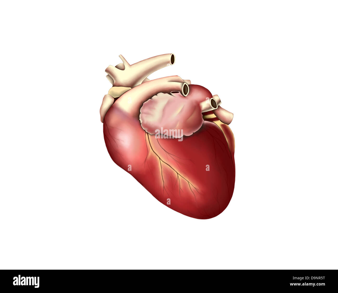 Illustration du cœur humain. Banque D'Images