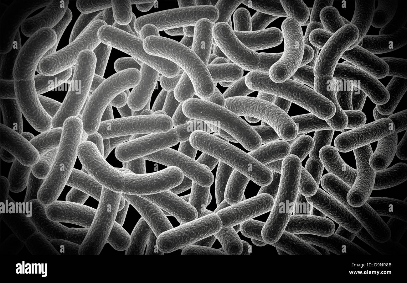 Vue microscopique des bacilles de bactéries. Banque D'Images