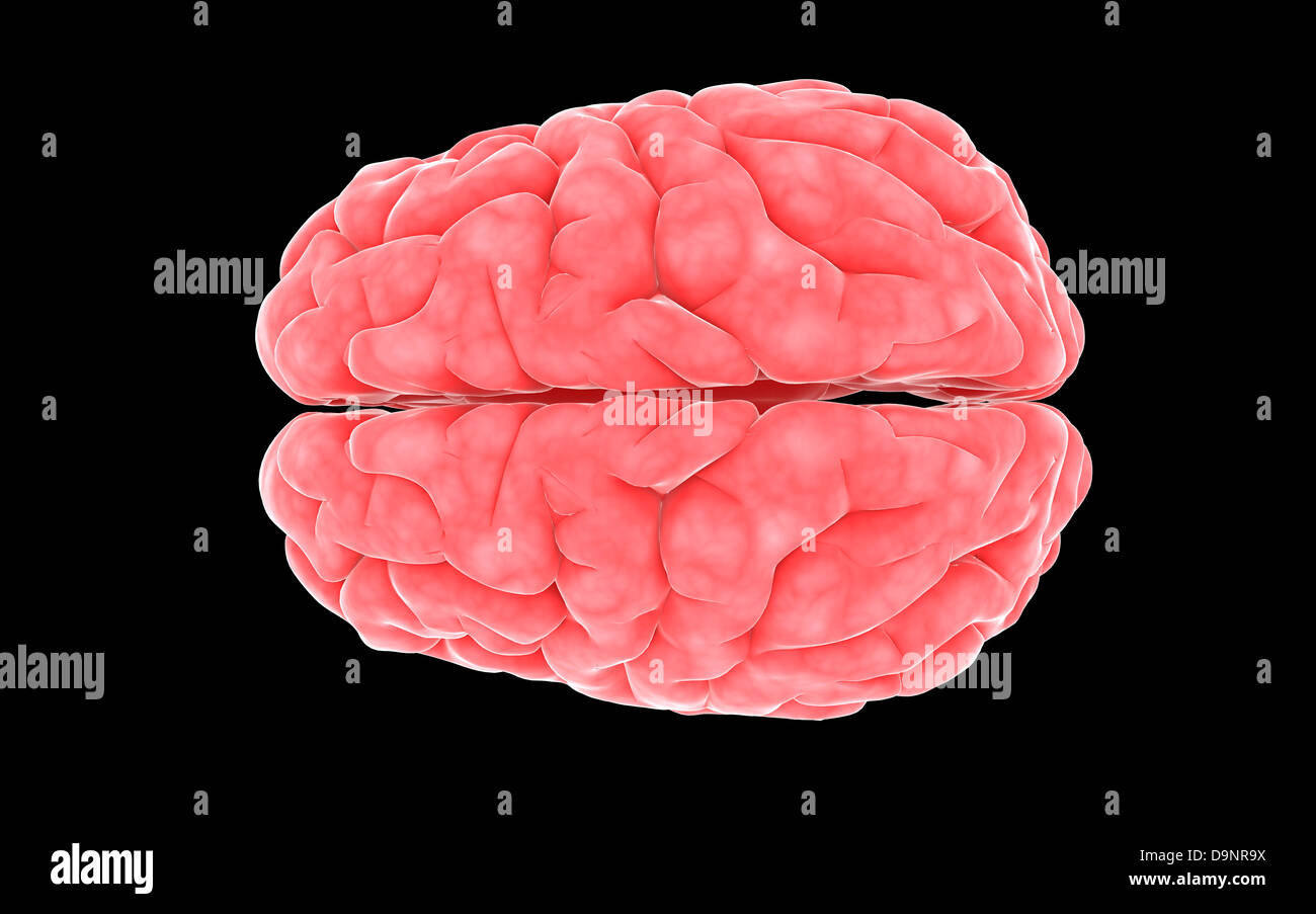 Image conceptuelle du cerveau humain. Banque D'Images