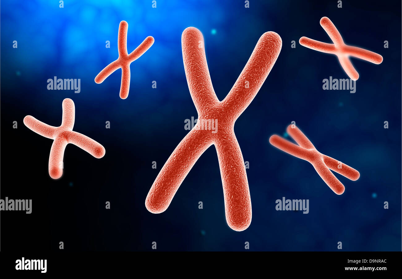 Vue microscopique du chromosome. Banque D'Images