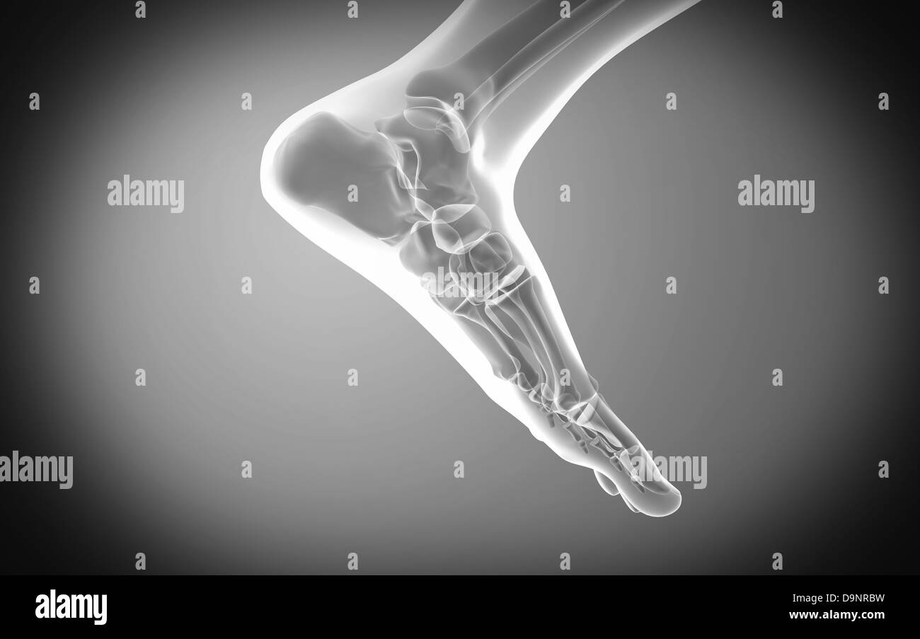 La vue X-ray de pied humain. Banque D'Images