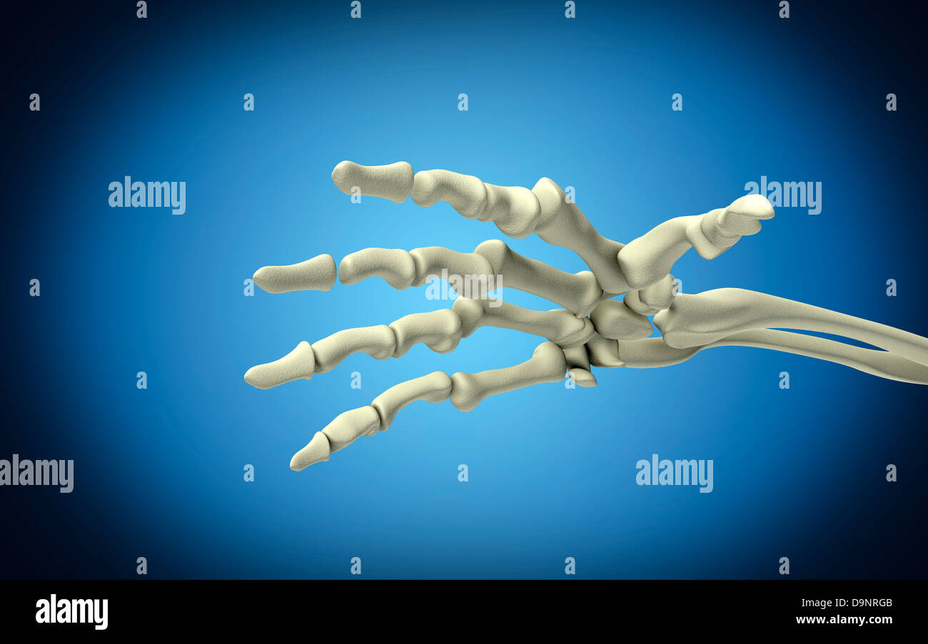 Image conceptuelle d'os de main humaine. Banque D'Images
