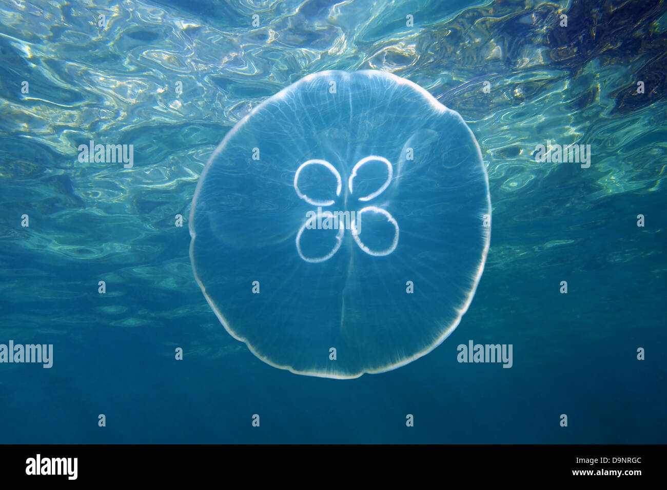 Lune, méduses Aurelia aurita avec surface de l'eau en arrière-plan Banque D'Images