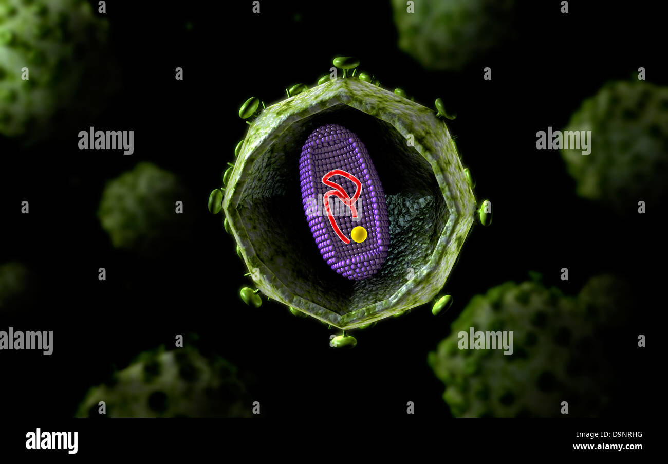 Vue microscopique des virus VIH, section transversale. Banque D'Images