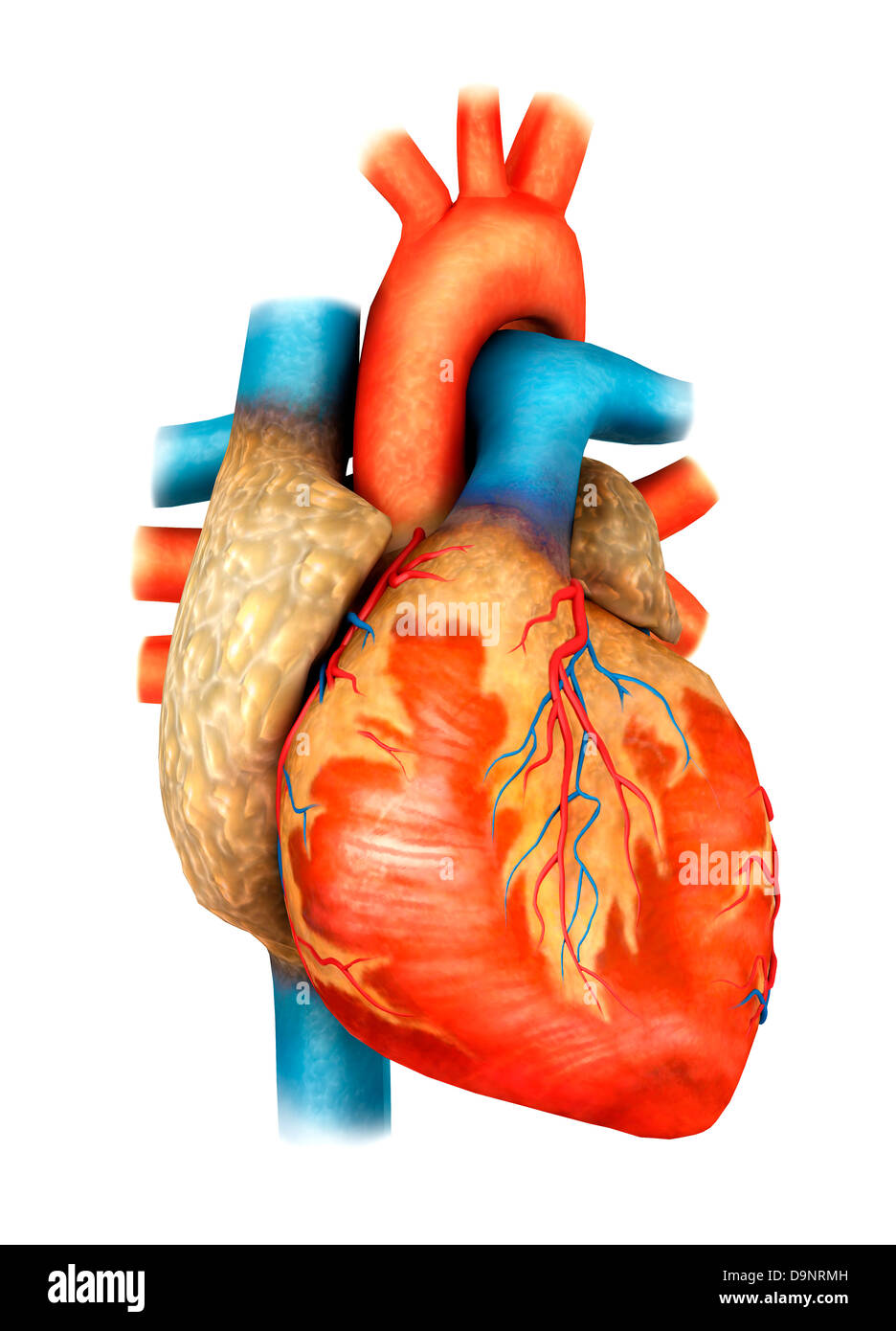 Vue avant du cœur humain. Banque D'Images
