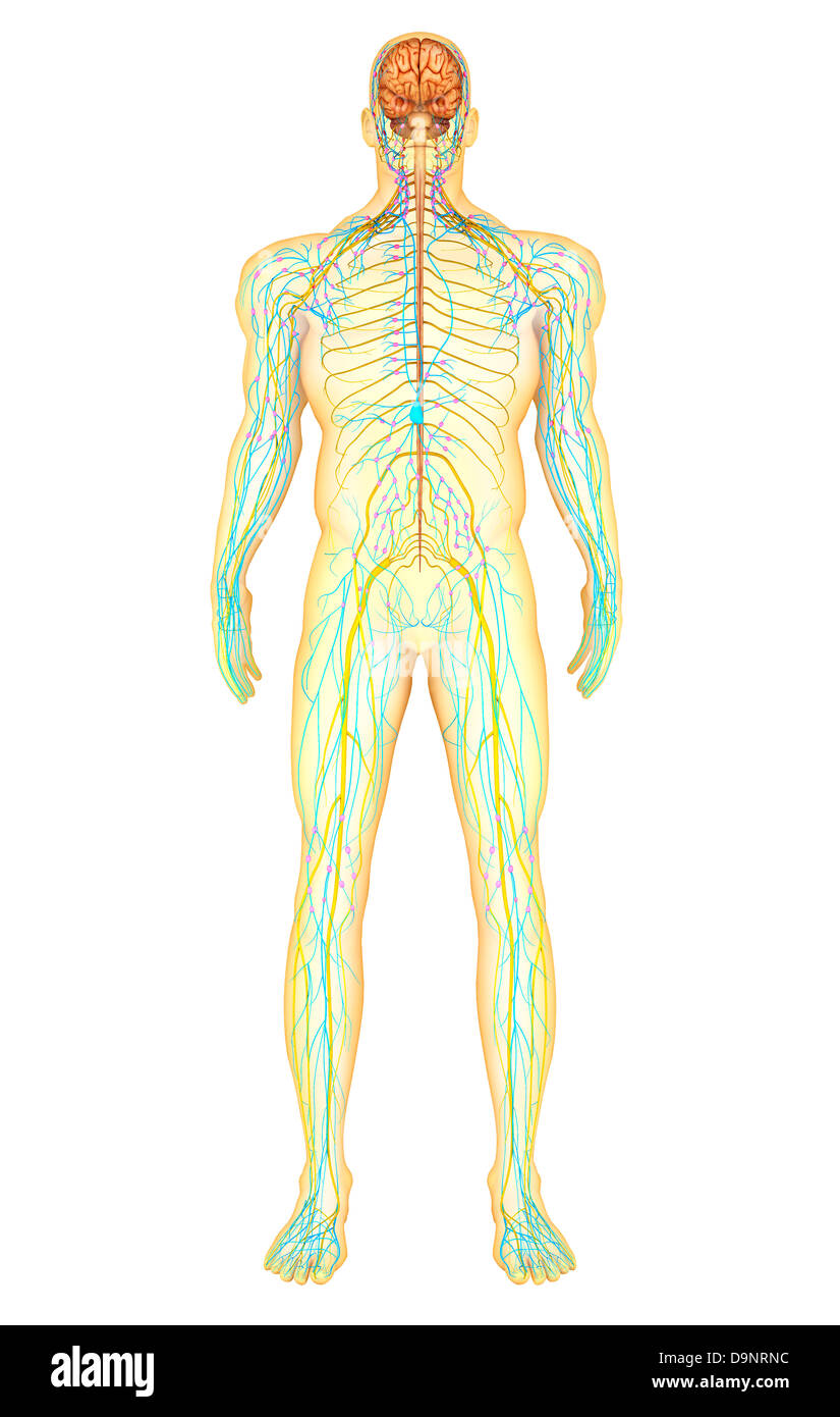 Anatomie du système nerveux humain et du système lymphatique, vue de face. Banque D'Images