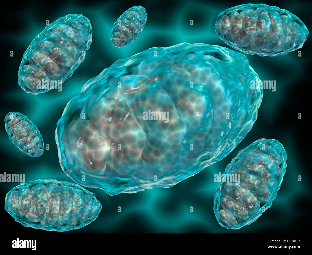 Vue microscopique des mitochondries. Banque D'Images