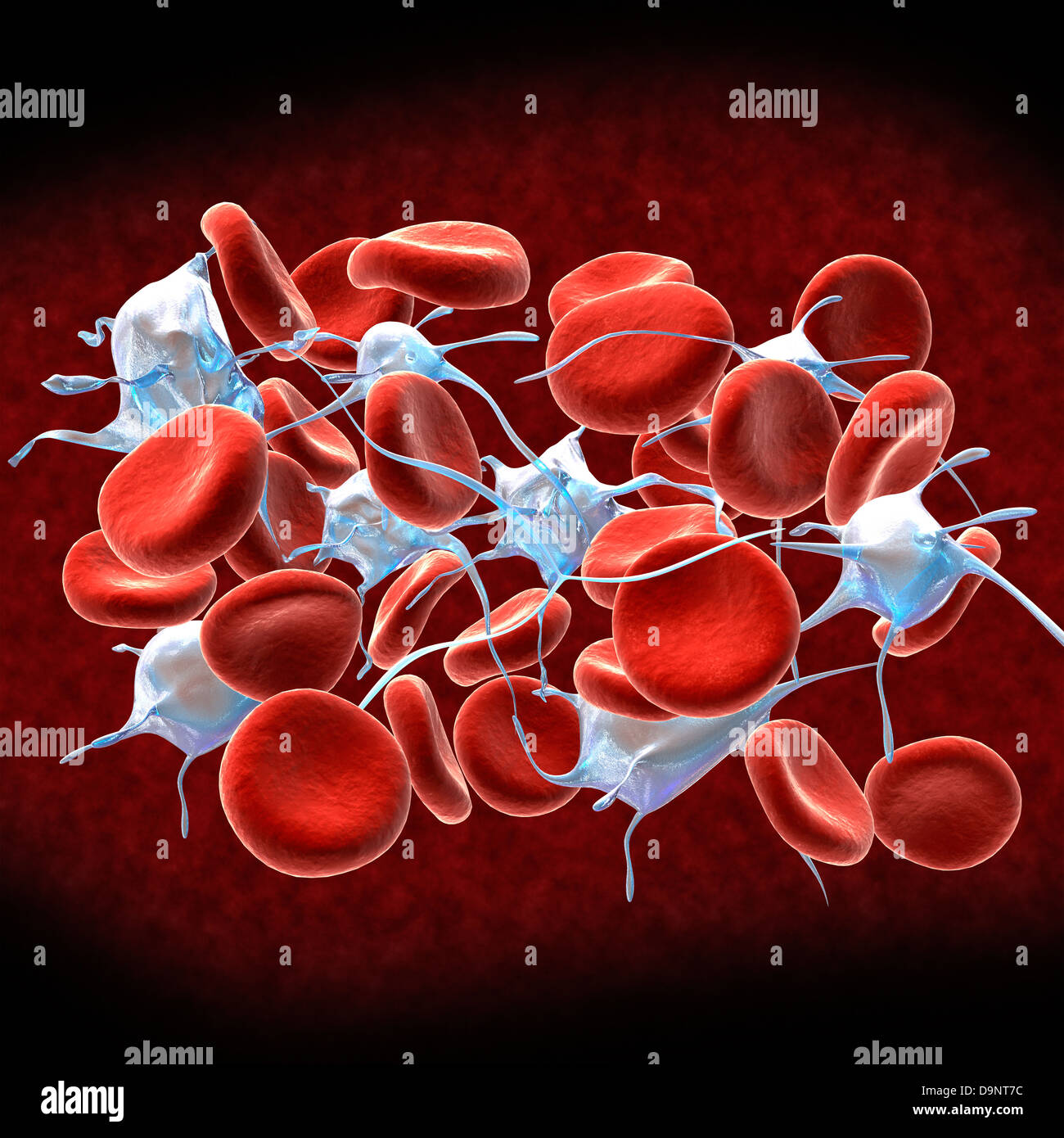 Les globules rouges avec leucocytes.. Banque D'Images