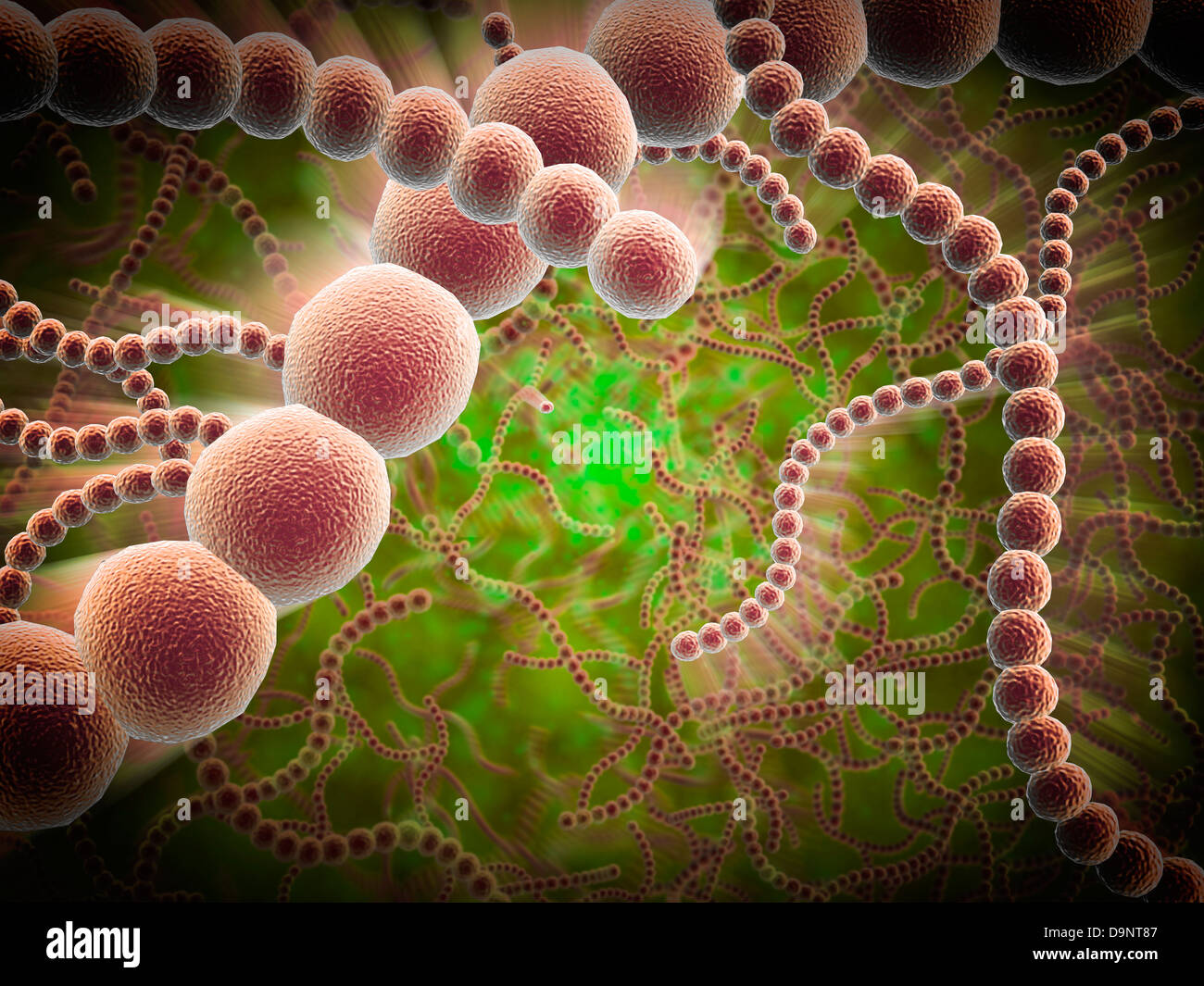 Vue microscopique de Streptococcus pneumoniae. Banque D'Images