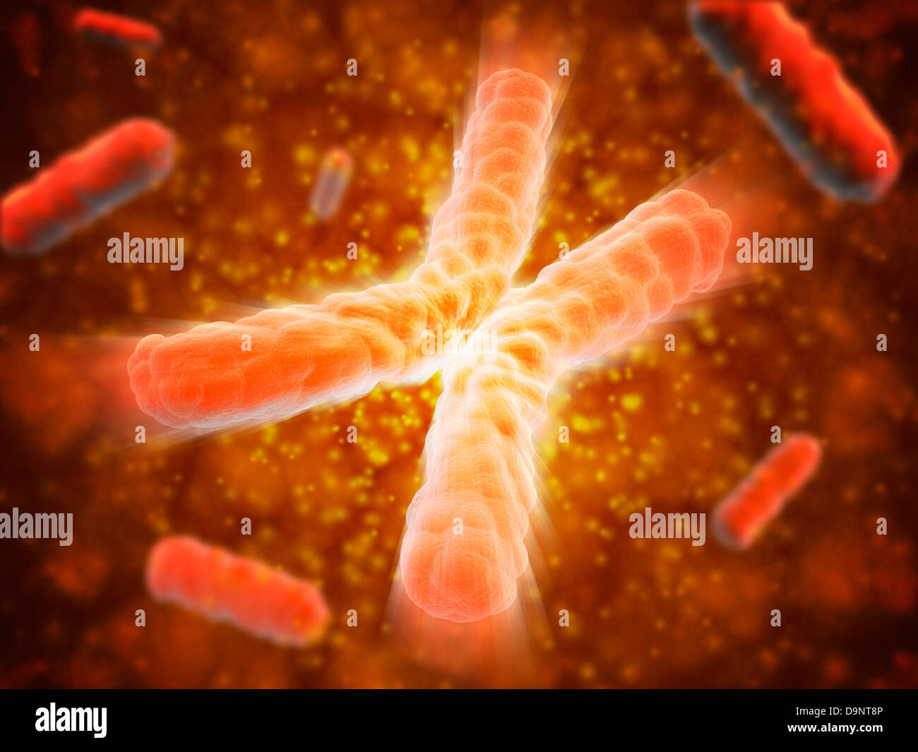 Vue microscopique des télomères mis en lumière à l'extrémité du chromosome. Banque D'Images