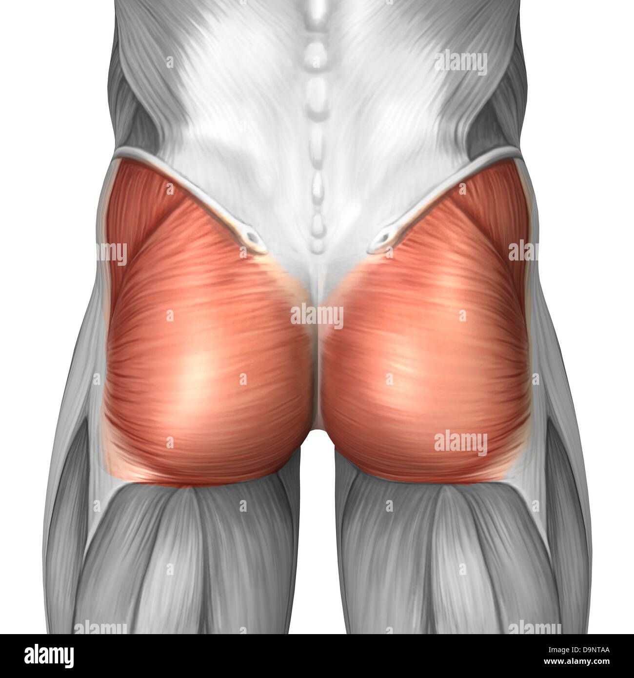 Vue rapprochée des muscles fessiers. Banque D'Images