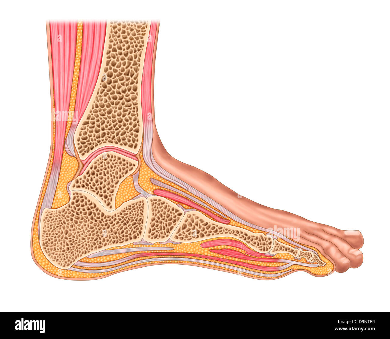 Section transversale du pied humain antérieur avec les muscles et ligaments. Banque D'Images Section transversale du pied humain antérieur avec les muscles et ligaments. Banque D'Images