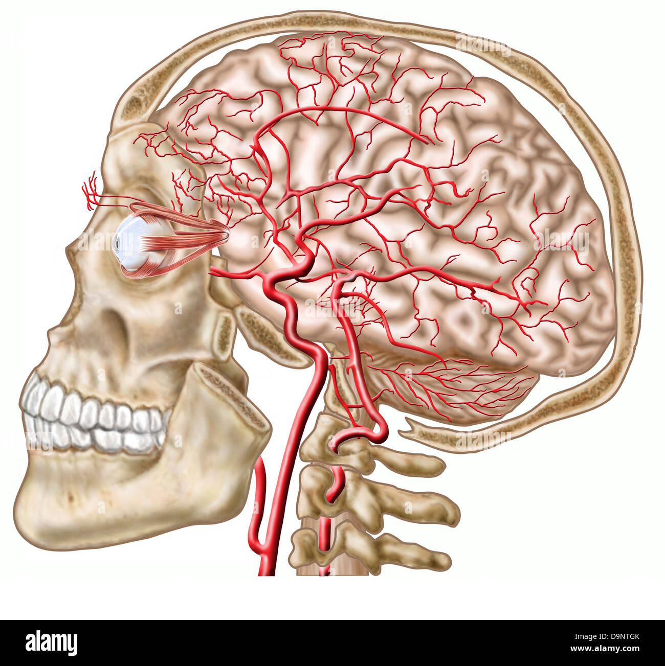 Anatomie du crâne humain, globe oculaire et les artères à cerveau. Banque D'Images