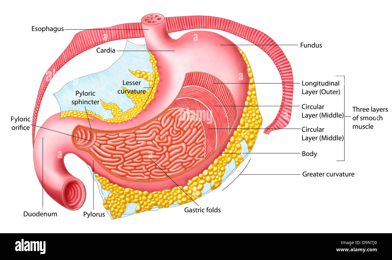 Anatomie de l'estomac humain. Banque D'Images