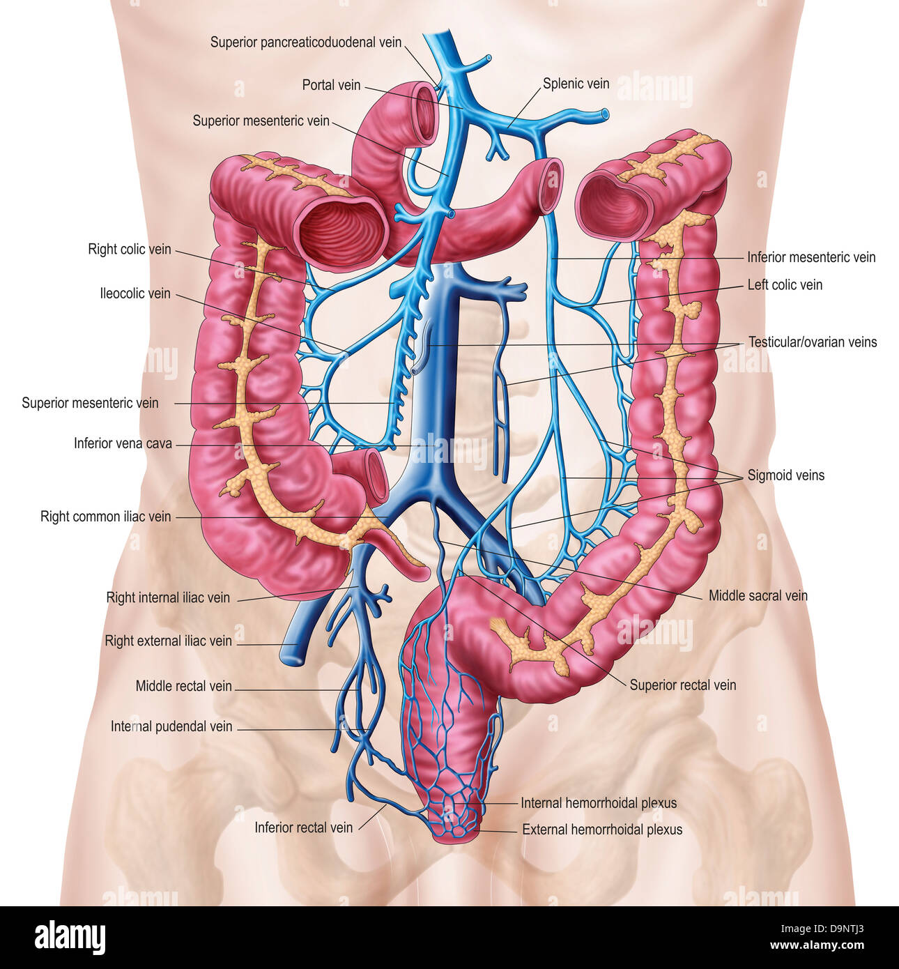 Anatomie de la veine de l'abdomen. Banque D'Images