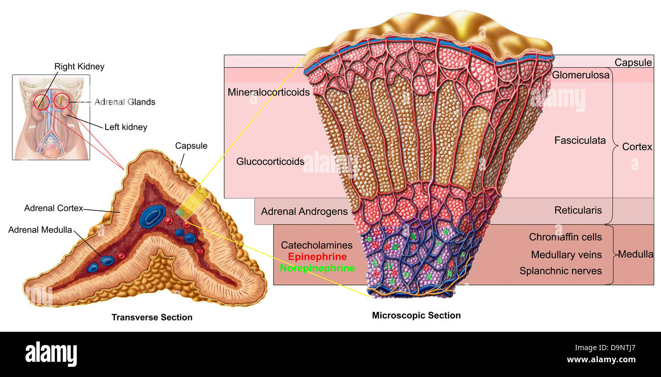 Anatomie Humaine Rein Banque D image Et Photos Alamy