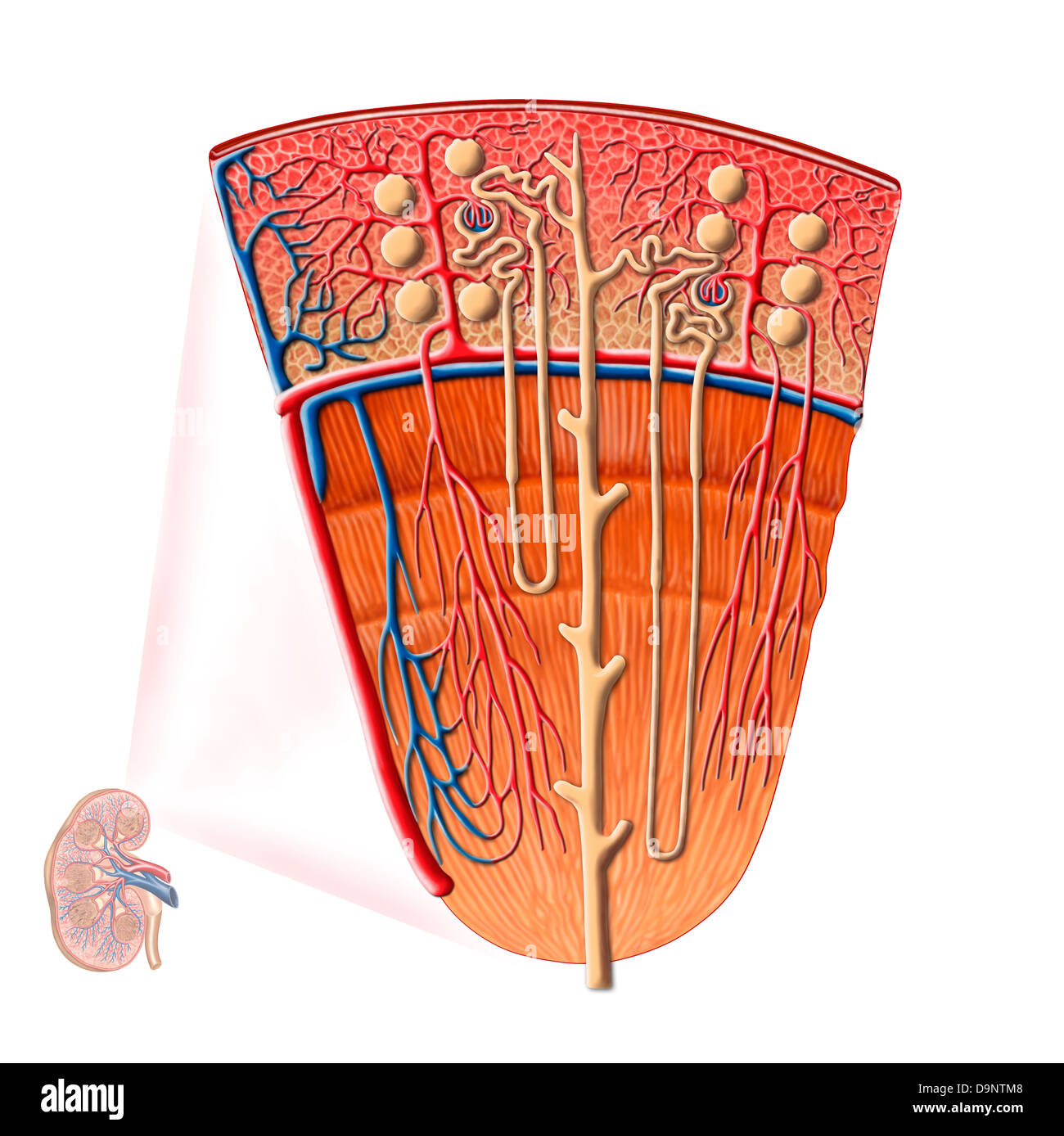 Anatomie de la fonction rénale. Banque D'Images