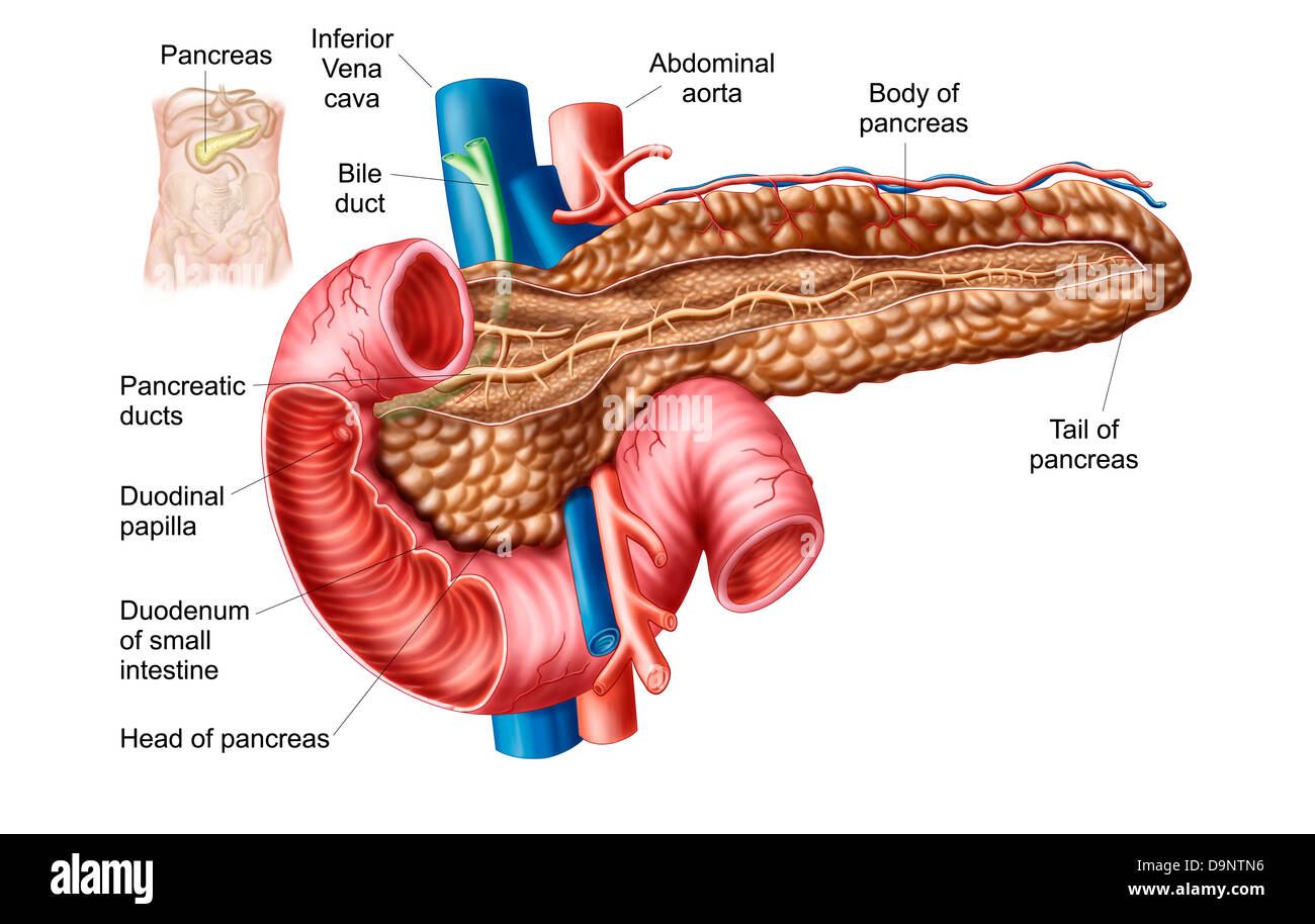 Anatomie du pancréas. Banque D'Images