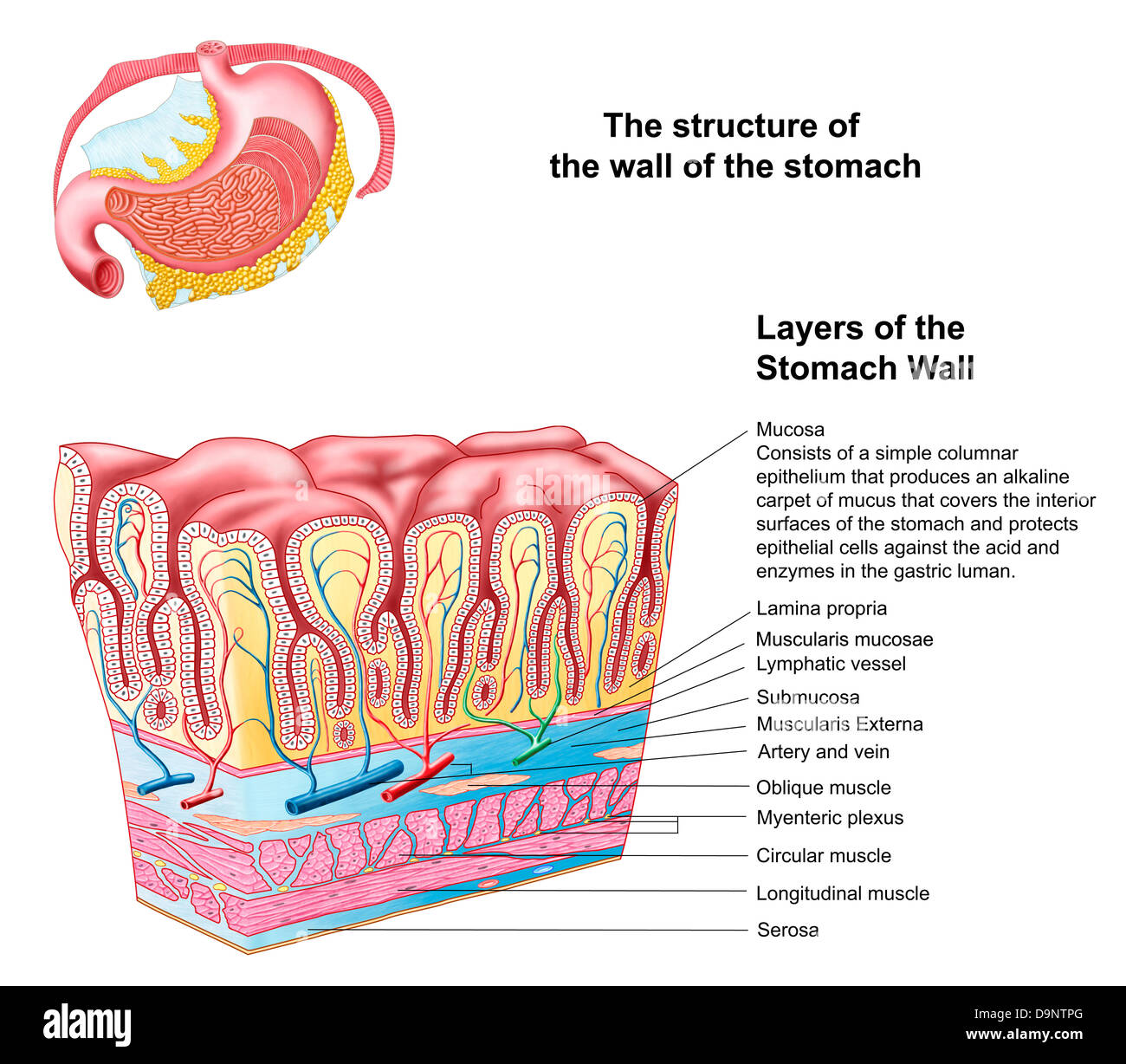 Anatomie de la structure et des couches de la paroi gastrique Photo