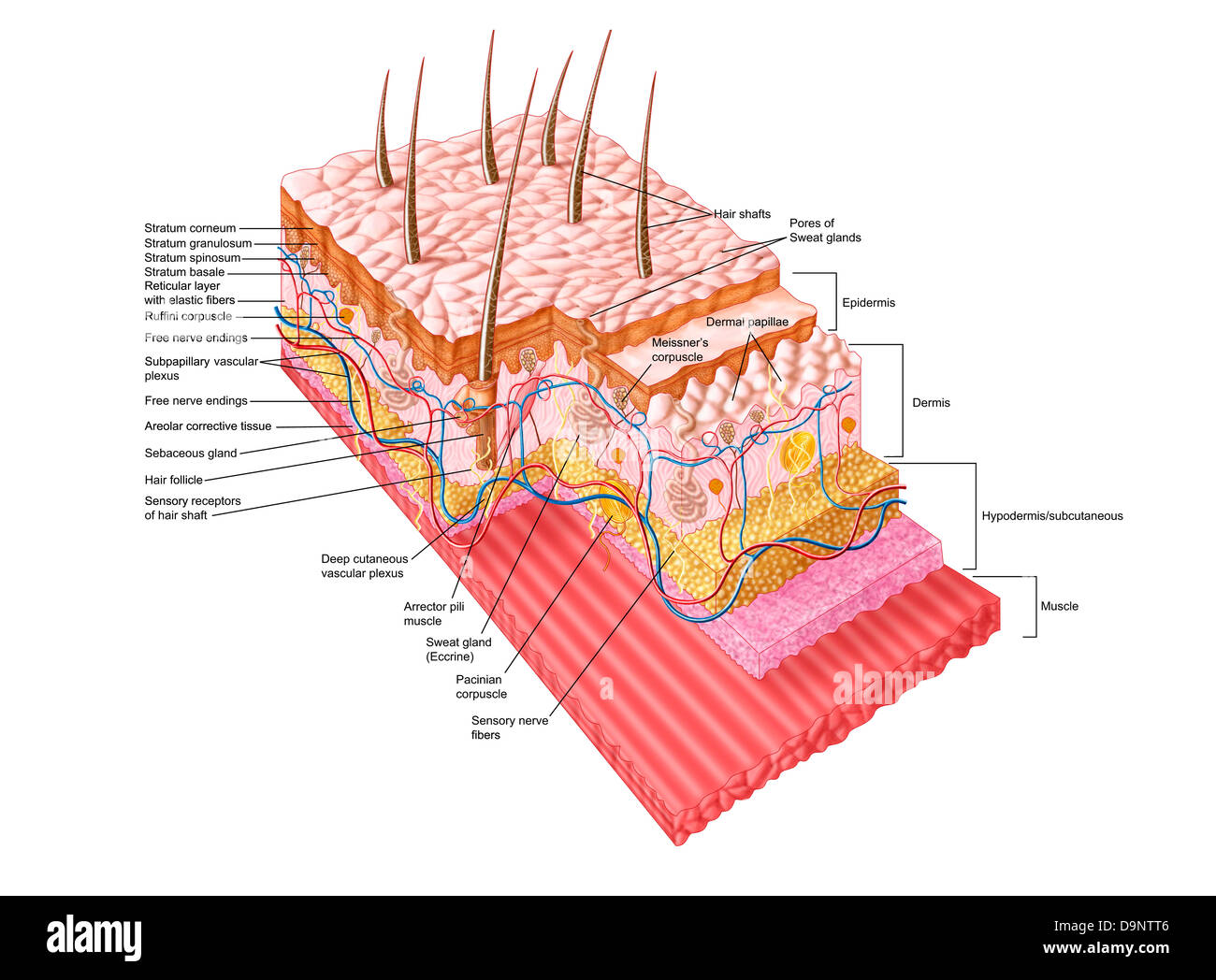 Anatomie de la peau humaine. Banque D'Images