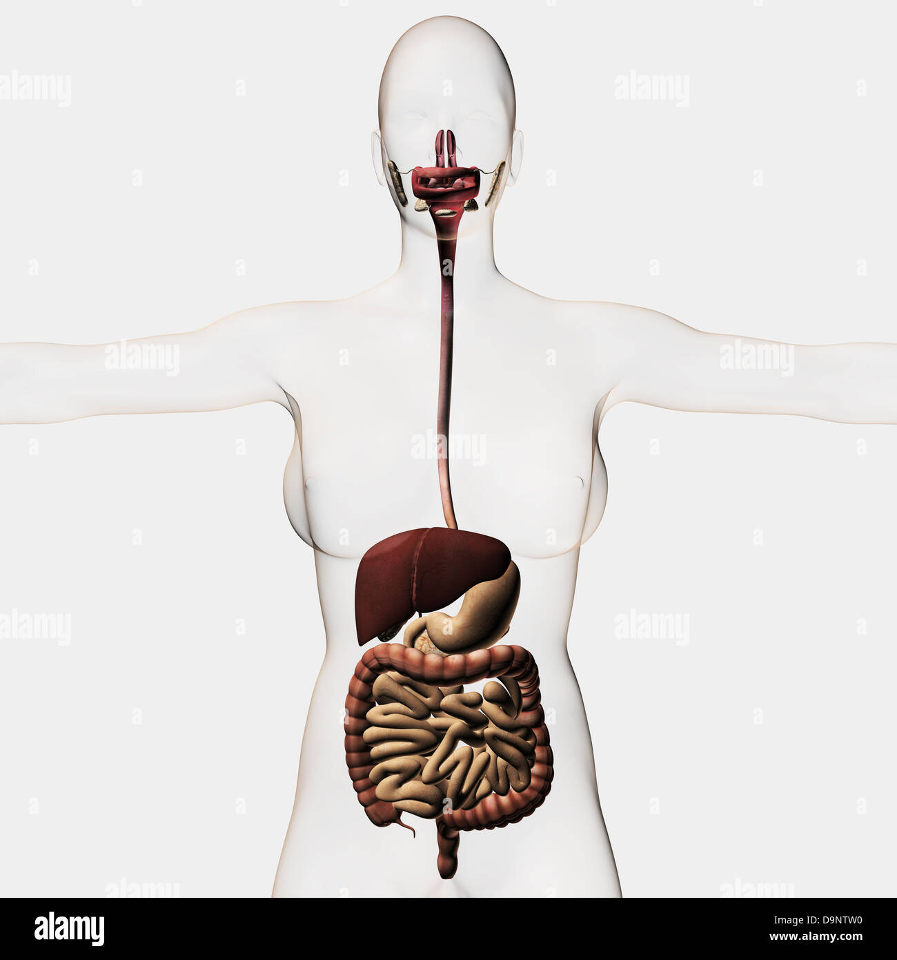 Illustration médicale du système digestif humain, à trois dimensions. Banque D'Images