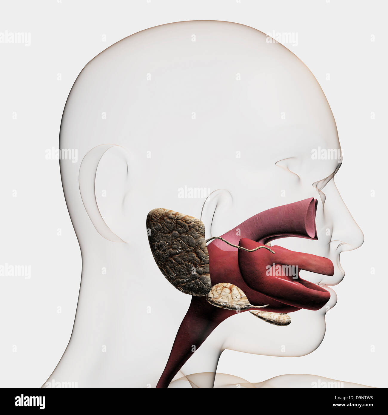 Illustration médicale du système digestif humain ; les glandes salivaires, de l'œsophage et de la cavité orale. Banque D'Images