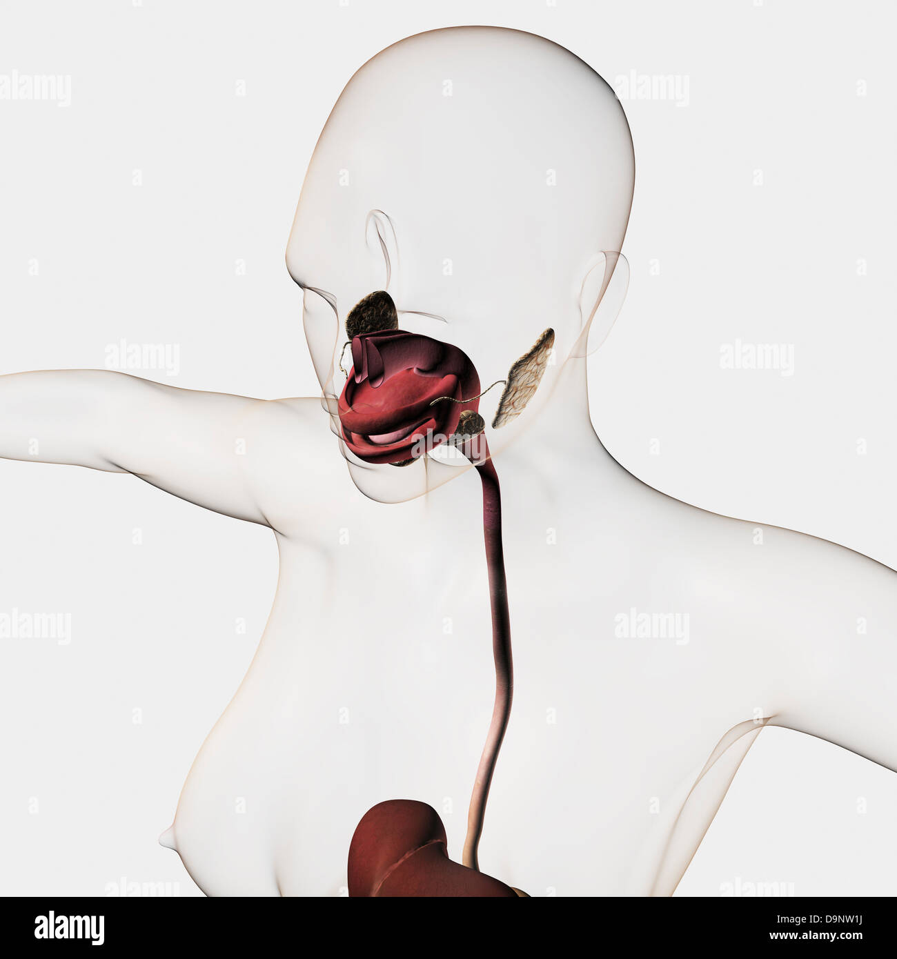 Illustration médicale du système digestif humain ; les glandes salivaires, de l'œsophage, de la cavité orale. Banque D'Images