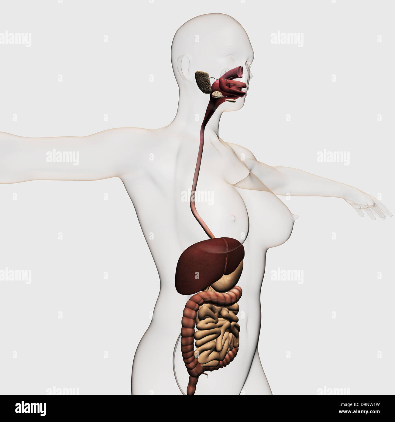 Illustration médicale du système digestif humain ; la cavité buccale, œsophage, foie, estomac, gros intestin, intestin grêle. Banque D'Images