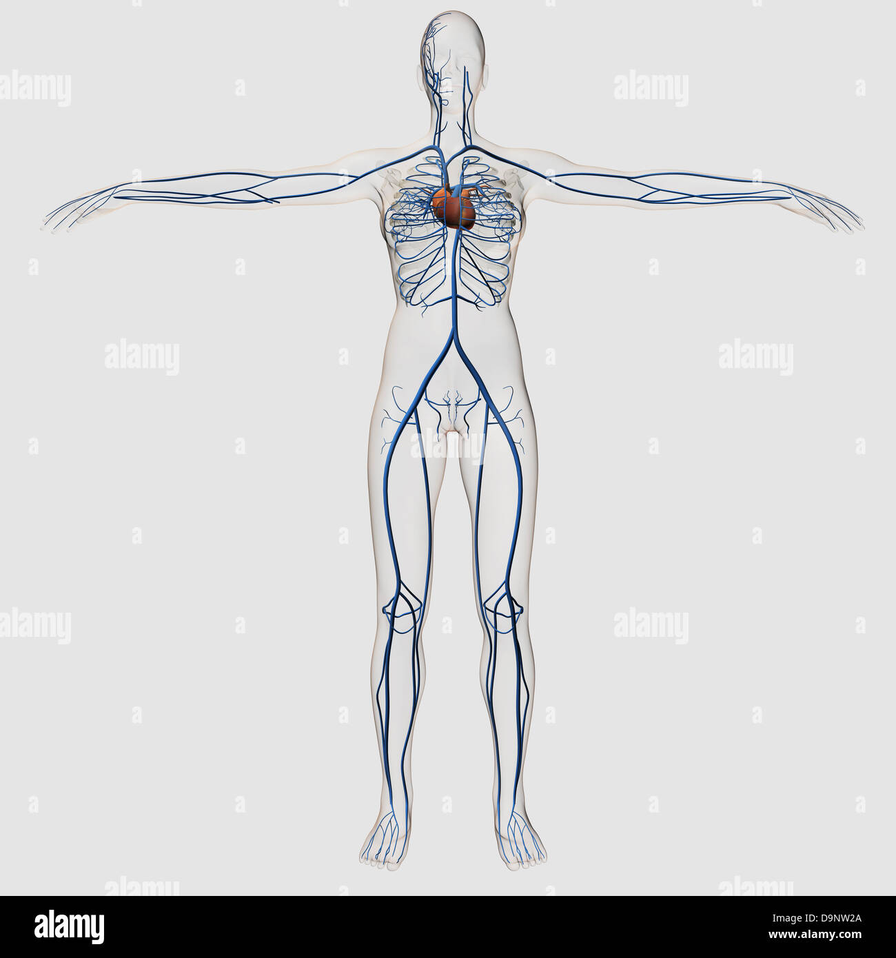 Illustration médicale du système circulatoire femelle avec cœur et les veines visibles, sur tout le corps. Banque D'Images